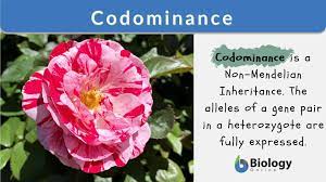 Codominance in humans is exemplified by individuals with type ab blood. Codominance Biology Online Dictionary