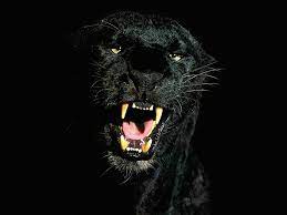 Dark Power Wild Cats Animals Beautiful Animals Wild We've gathered more than 5 million images uploaded by our users and sorted them by. dark power wild cats animals