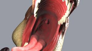 Get inspired by our community of talented artists. 3d Pov Nom Momma T Rex Eats You W Sfx Youtube