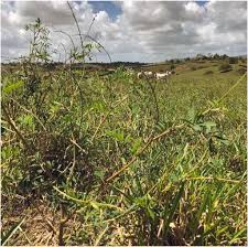 Image result for Tephrosia aequilata