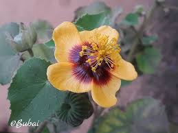 Image result for Abutilon hirtum