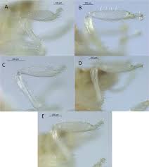 Image result for Aneilema termitarium