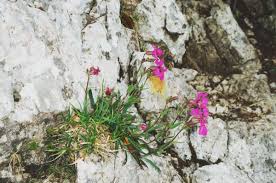 Image result for Silene abyssinica