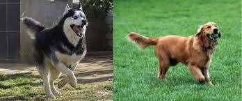 This trait comes from their husky origin. The Goberian Dog Breed Imagine A Golden Retriever Siberian Husky Mix