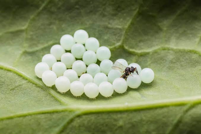 Hunting for stink bug eggs - Invasive Species Council of British Columbia