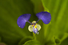 Image result for Commelina schweinfurthii