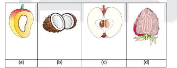 Identify Which Of The Following Fruits Are False Fruit
