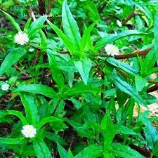 Image result for Triumfetta trichocarpa