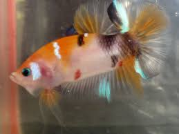Live Betta Fish Candy Yellow Koi Male Fish Candy Betta Fish Betta