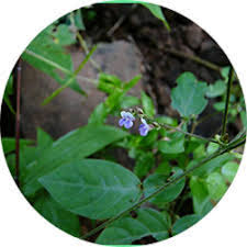 Image result for Teramnus labialis