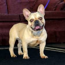 Daniel & Hannah Stoltzfus Dog Breeders