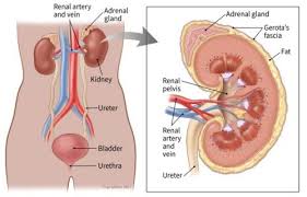 Utuc in the renal pelvis or in the ureter can develop cancer in the bladder over time. Pin On Desktop