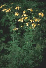 Image result for Rudbeckia laciniata