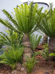 Image result for Encephalartos senticosus