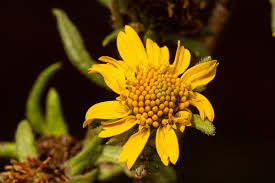 Image result for Guizotia scabra