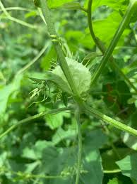 Image result for Ctenolepis cerasiformis