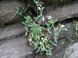 Image result for Cerastium afromontanum