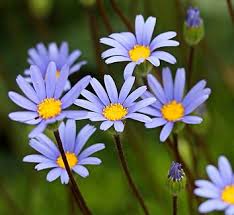 Image result for Felicia grantii