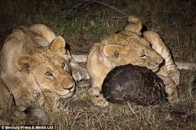 「pangolin」の画像検索結果