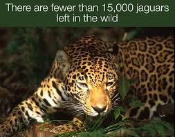Right Now Illegal Logging In The Amazon Is Destroying Jaguar Habitat At A Rapid Rate The Species Could Be Listed As Jaguar Habitat Endangered Animals Animals