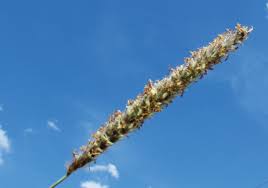 Image result for Anthephora pubescens