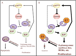 The main types of cervical cancer are: Pdf Biomarkers In Cervical Cancer Screening Semantic Scholar