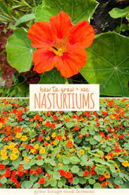 How To Grow And Use Nasturtiums Rose Companion Plants Nasturtium Flower Garden Care