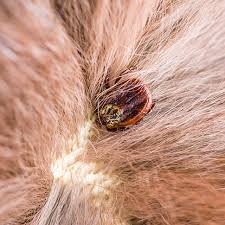 Borrelia burgdorferi sensu lato, du nom de l'homme qui a rapporté l'épidémie dans les années 80. La Maladie De Lyme Chez Le Chat Clement Thekan