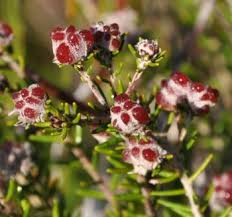 Image result for Stipularia