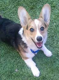 Can we hit 10000 likes on this video? Pets For Adoption At Arizona Cactus Corgi Rescue In Glendale Az Petfinder