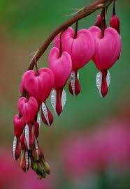 See more ideas about bleeding hearts, bleeding heart, bleeding heart flower. 16 Best Bleeding Hearts Ideas Planting Flowers Beautiful Flowers Flower Garden