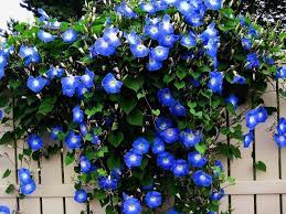 Morning Glory Vines 12 18 Climbing Flowers Blue Morning Glory Morning Glory Flowers