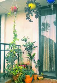 Maybe you would like to learn more about one of these? Design Decor Disha Hanging Baskets In My Small Balcony Garden Small Balcony Garden Balcony Plants Apartment Balcony Decorating