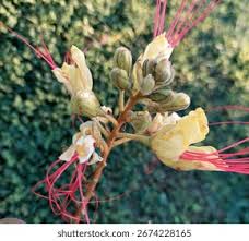 Image result for Erythrostemon
