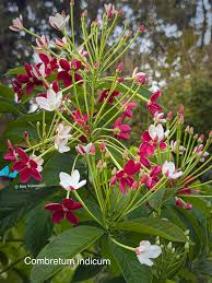 Image result for Combretum mossambicense