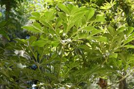 Image result for Cussonia natalensis