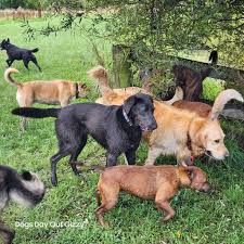 DOGS DAY OUT GIZZY added a new photo...