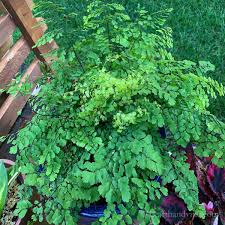 Explore further detail here.also to know is, why are the leaves on my maidenhair fern turning brown? Maidenhair Fern A Delicate Beauty With Amazing Bounce Back Abilities