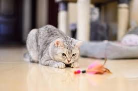 Pete is a disney cat, and main enemy of mickey mouse, and has been in comics and cartoons since the alice cartoons. 100 Most Popular Disney Cat Names All About Cats
