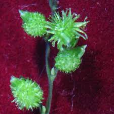 Image result for Pseudechinolaena polystachya