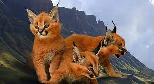 It is characterised by a robust build, long legs, a short face, long tufted ears, and long canine teeth. Everything You Need To Know About Owning A Caracal Kitten