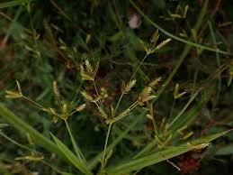 Image result for Cyperus sp.no.6