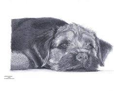 Bred as a fox and vermin hunter the border terrier was officially recognized by the kennel club in great britain in 1920. 500 Idees De Border Terrier En 2021 Chien Border Terrier Animaux