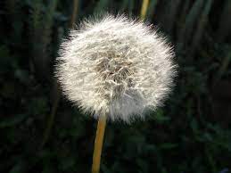 To me, dandelions represent a childlike hopefulness and naïveté. Interesting Meaning And Symbolism Of Dandelion Flowers And Tattoo Florgeous
