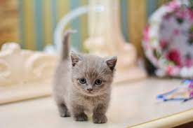 Bunga matahari adalah salah satu pilihan terbaik jika kamu ingin menghadirkan suasana yang membuat halaman terkesan lebih ceria. Bukan Hanya Munchkin Kaki Pendek Jadi Daya Tarik 5 Ras Kucing Ini Merdeka Com