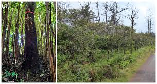 Image result for Harungana montana