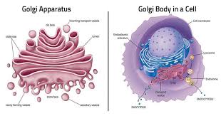 We did not find results for: Golgi Apparatus Definition Structure Functions And Diagram
