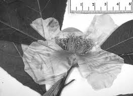 Image result for Balthasaria schliebenii