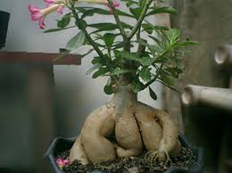 Selain dapat menyalurkan hobi, dengan merawat tanaman ini anda akan mendapatkan berbagai manfaat setelahnya. Perbedaan Adenium Dengan Bunga Kamboja Bibitbunga Com