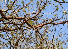 Hail Damaged Trees What To Expect After A Storm Arborilogical